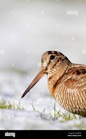 Attēlu rezultāti vaicājumam “Scolopax rusticola”