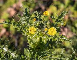 Attēlu rezultāti vaicājumam “Leontodon autumnalis  leaf”