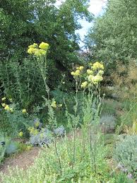 Attēlu rezultāti vaicājumam “Thalictrum flavum bud”