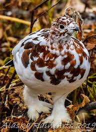 Image result for Lagopus lagopus