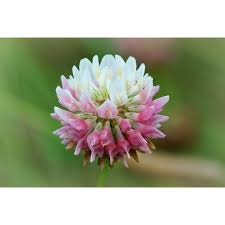 Attēlu rezultāti vaicājumam “Trifolium hybridum flower”