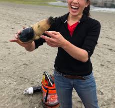 Image result for geoduck