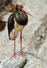 Attēlu rezultāti vaicājumam “Ciconia nigra adult”