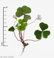 Attēlu rezultāti vaicājumam “Oxalis acetosella fruit”