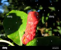 Attēlu rezultāti vaicājumam “Magnolia acuminata fruit”