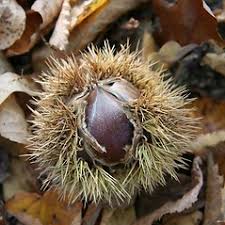 Attēlu rezultāti vaicājumam “Castanea sativa  fruit”