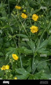 Attēlu rezultāti vaicājumam “Ranunculus lanuginosus flower”