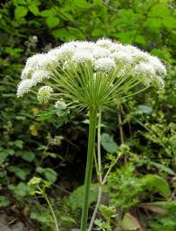 Attēlu rezultāti vaicājumam “Libanotis montana flower”