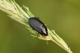 Attēlu rezultāti vaicājumam “Amara sp.”