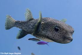 Image result for Diodon hystrix