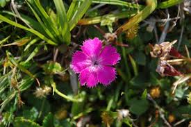 Image result for Steinnelke