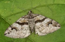 Attēlu rezultāti vaicājumam “Pareulype berberata”