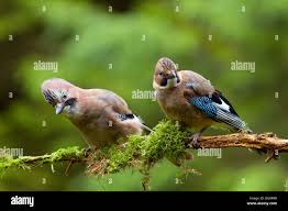Attēlu rezultāti vaicājumam “Garrulus glandarius adult”