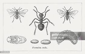Attēlu rezultāti vaicājumam “Formica rufa pupa”