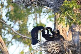 Attēlu rezultāti vaicājumam “Phalacrocorax carbo nest”