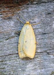 Attēlu rezultāti vaicājumam “Cybosia mesomella”