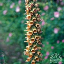 Image result for Digitalis ferruginea