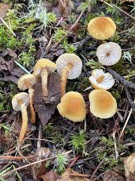 Attēlu rezultāti vaicājumam “Cystoderma amianthinum”