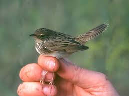 Image result for Locustella lanceolata