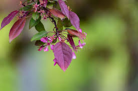 Attēlu rezultāti vaicājumam “Fagus sylvatica fo. purpurea flower”