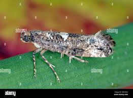 Attēlu rezultāti vaicājumam “Acrolepiopsis assectella”