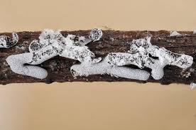 Attēlu rezultāti vaicājumam “Physarum cinereum spores”