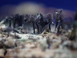 Attēlu rezultāti vaicājumam “Collaria rubens”