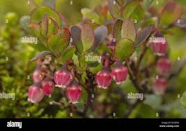 Attēlu rezultāti vaicājumam “Vaccinium uliginosum flower”