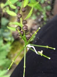 Attēlu rezultāti vaicājumam “Cardamine bulbifera”