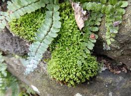 Attēlu rezultāti vaicājumam “Encalypta streptocarpa”