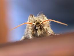 Attēlu rezultāti vaicājumam “Achlya flavicornis”
