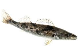 Image result for Sander canadensis/vitreus