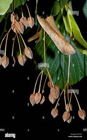 Attēlu rezultāti vaicājumam “Tilia platyphyllos Laciniata fruit”