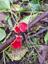 Attēlu rezultāti vaicājumam “Sarcoscypha austriaca var. lutea”
