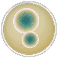 Attēlu rezultāti vaicājumam “Taleporia tubulosa”