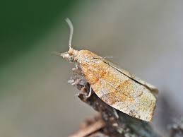 Attēlu rezultāti vaicājumam “Pandemis cinnamomeana”