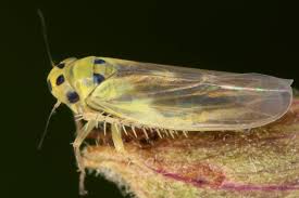 Attēlu rezultāti vaicājumam “Macrosteles sp.”