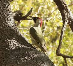 Attēlu rezultāti vaicājumam “Picus viridis nest”