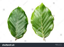 Attēlu rezultāti vaicājumam “Fagus sylvatica leaf”