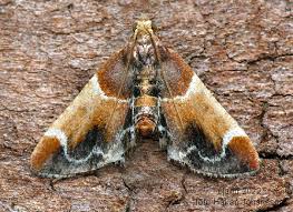 Attēlu rezultāti vaicājumam “Pyralis farinalis”