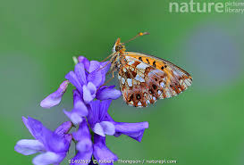 Attēlu rezultāti vaicājumam “Boloria dia”