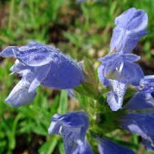 Image result for Dracocephalum moldavicum