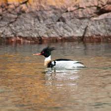 Attēlu rezultāti vaicājumam “Mergus serrator”