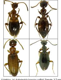 Attēlu rezultāti vaicājumam “Anthicidae”