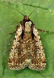 Attēlu rezultāti vaicājumam “Noctuidae”