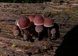 Attēlu rezultāti vaicājumam “Mycena haematopus”