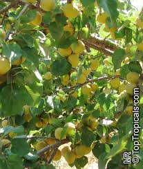 Attēlu rezultāti vaicājumam “Prunus armeniaca leaf”