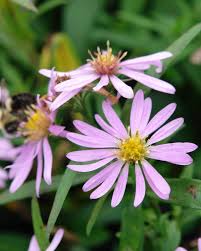 Attēlu rezultāti vaicājumam “Symphyotrichum x salignum flower”