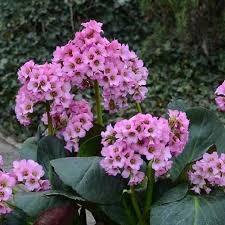 Attēlu rezultāti vaicājumam “Bergenia crassifolia flower”