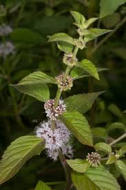 Attēlu rezultāti vaicājumam “Mentha arvensis flower”